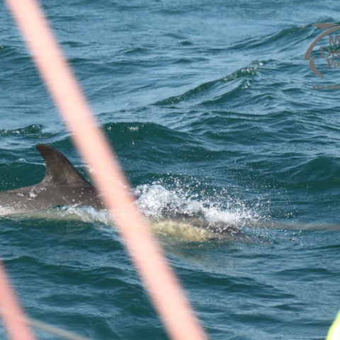 common dolphinin the water