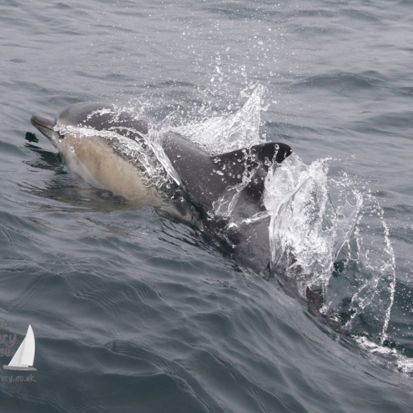 common dolphin