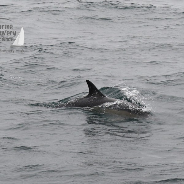 common dolphin