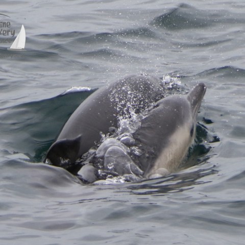 a bird swimming in water