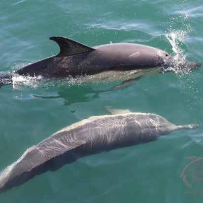 common dolphins