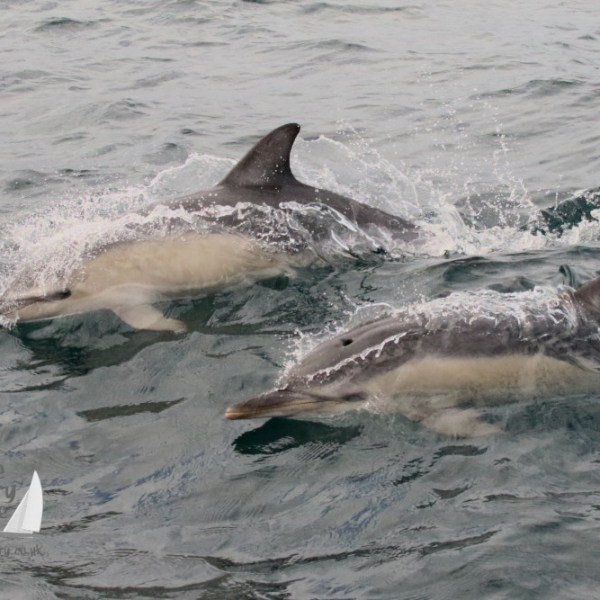 common dolphins