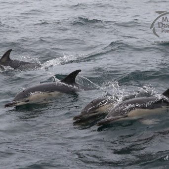 common dolphins