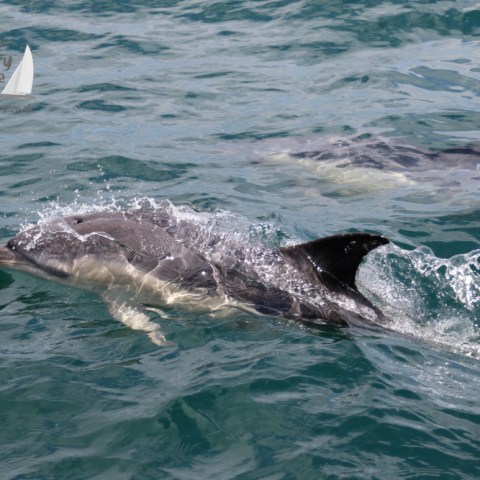 common dolphins