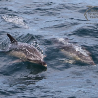common dolphins