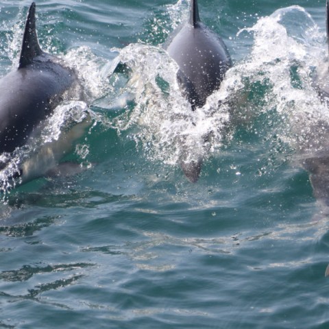 common dolphins