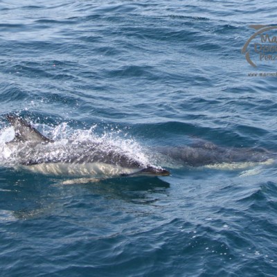 common dolphins