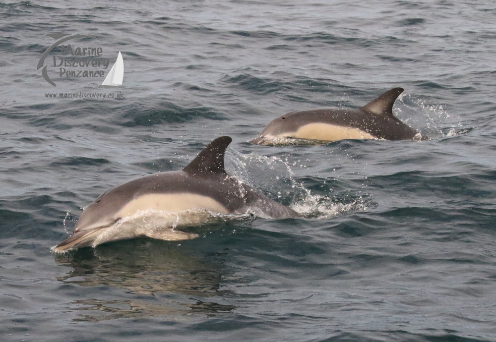 common dolphins