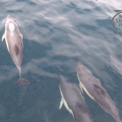 common dolphins
