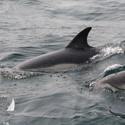 common dolphins