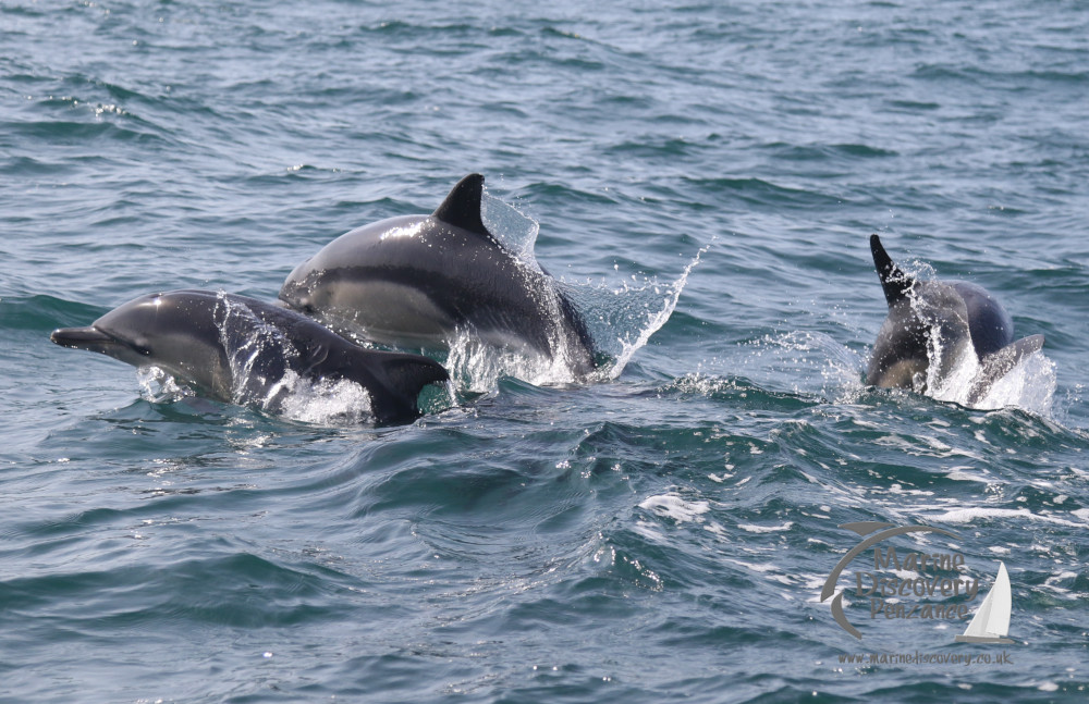 common dolphins