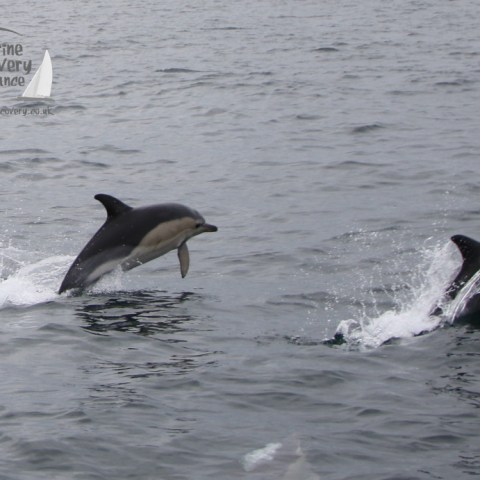 common dolphins