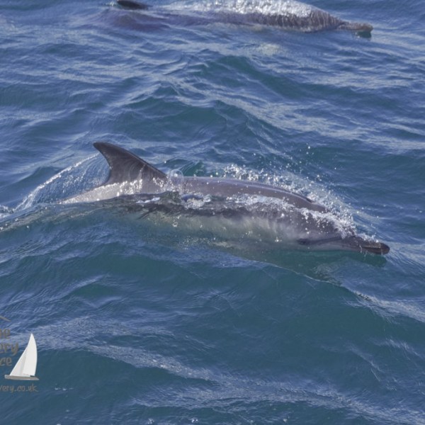 common dolphins