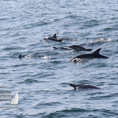 common dolphins