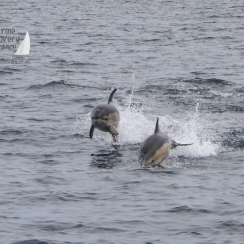 common dolphins
