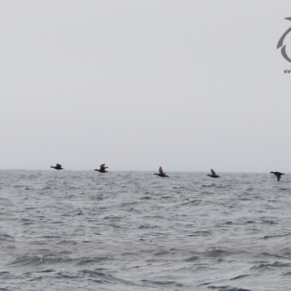 a person riding a surf board on a body of water