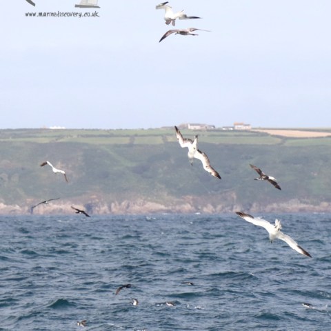 diving gannets