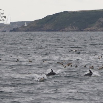 feeding common dolphins