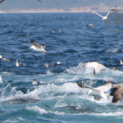 feeding frenzy tuna and birds