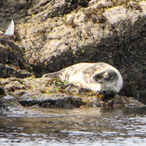 female grey seal