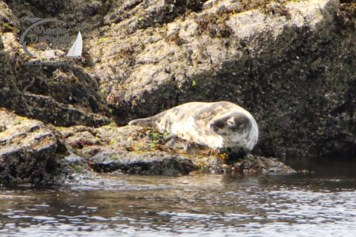 female grey seal