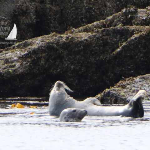 female grey seals