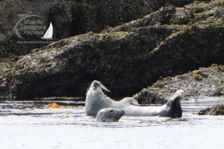 female grey seals