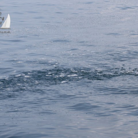 fish boiling at the surface