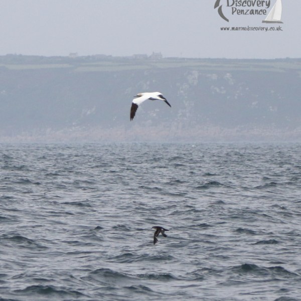 flying gannet and shearwater