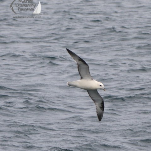 fulmar