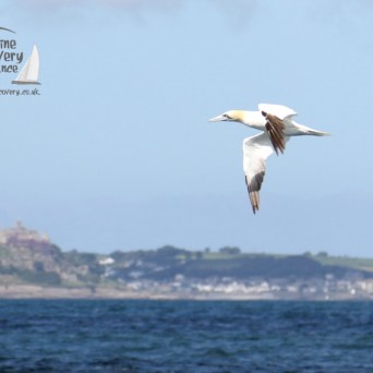 gannet