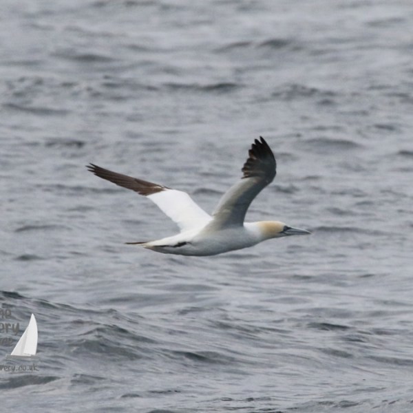 gannet