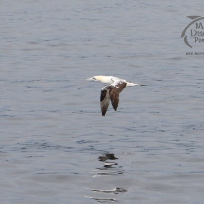 a bird flying over a body of water