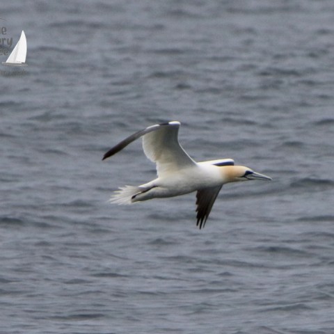 a bird flying over a body of water