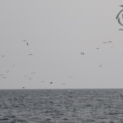 gannets feeding