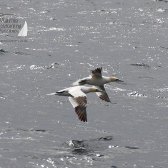 gannets