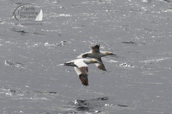 gannets