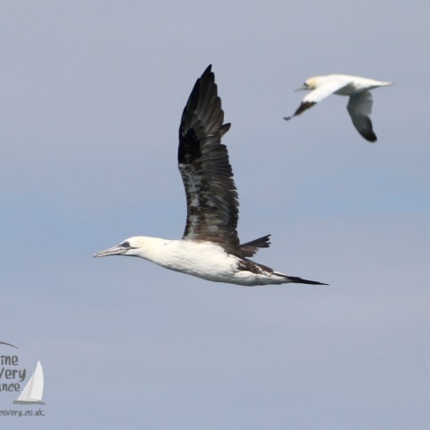 gannets