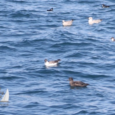 common dolphins