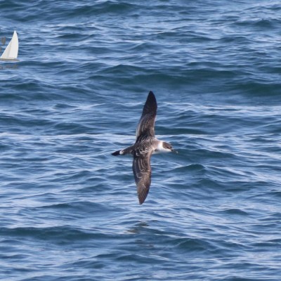 great shearwater