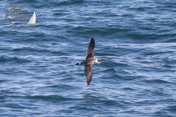 great shearwater
