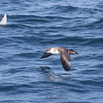 great shearwater