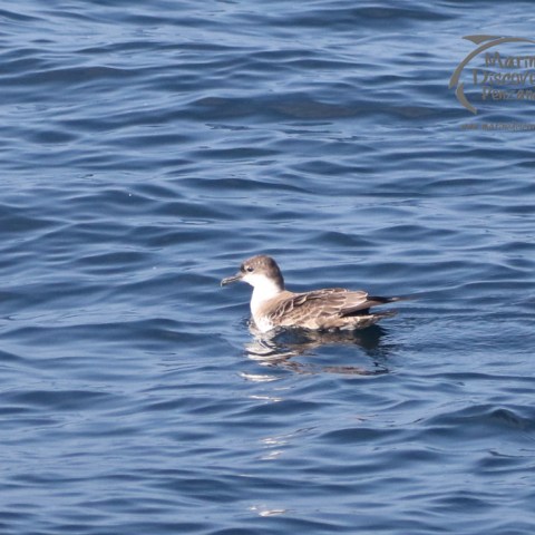 great shearwater