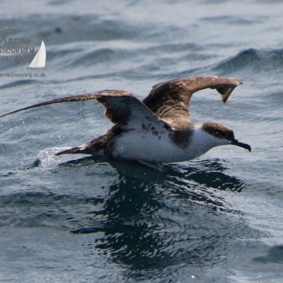 great shearwater