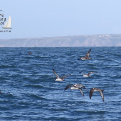 great shearwaters