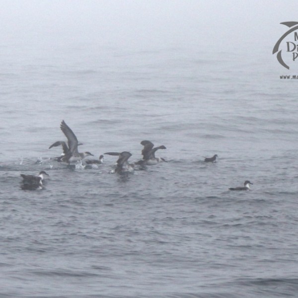 great shearwaters