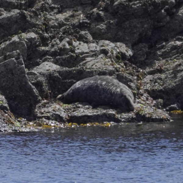 grey seal