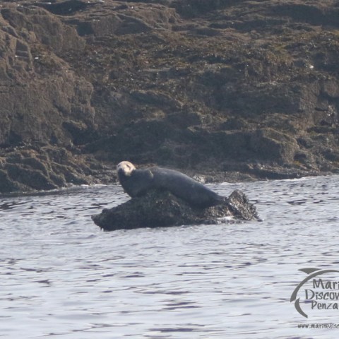 grey seal