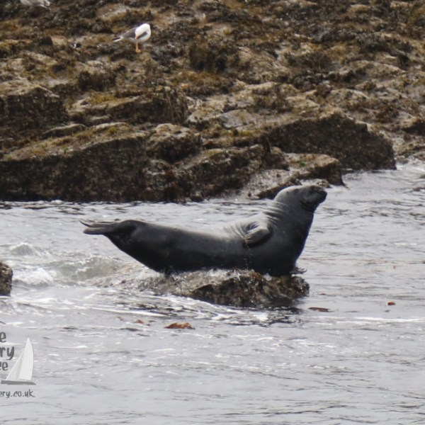 grey seal
