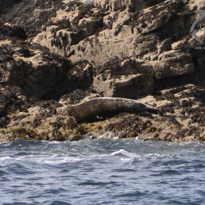 grey seal